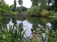 Thought Field Therapy brengt rust in de vijver Thought Field Therapy brengt rust in de vijver